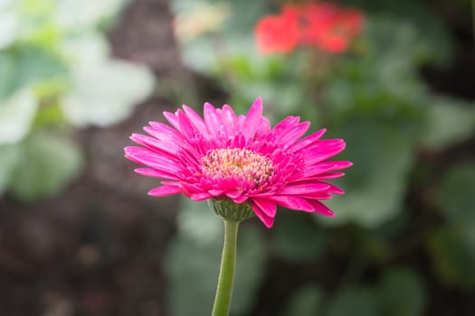 The background image of the colorful flowers, background nature