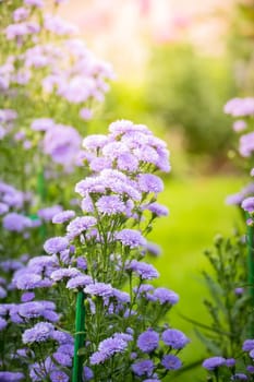 The background image of the colorful flowers, background nature