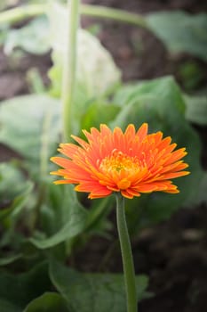 The background image of the colorful flowers, background nature