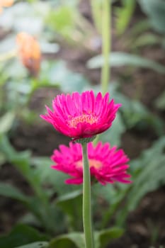 The background image of the colorful flowers, background nature