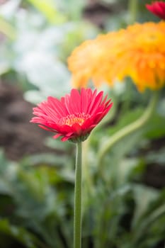 The background image of the colorful flowers, background nature