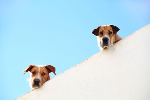 View of two dogs peaking on the balcony.