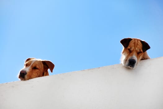 View of two dogs sleeping on the balcony.