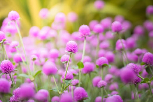 The background image of the colorful flowers, background nature