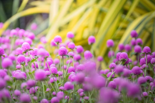 The background image of the colorful flowers, background nature