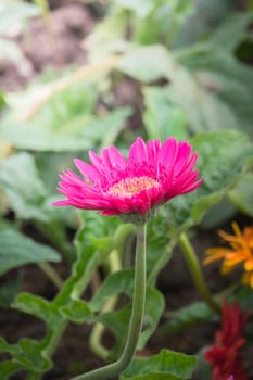 The background image of the colorful flowers, background nature