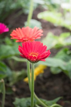 The background image of the colorful flowers, background nature