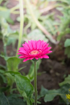 The background image of the colorful flowers, background nature