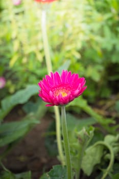 The background image of the colorful flowers, background nature