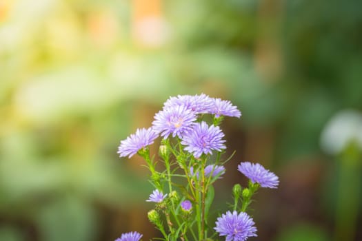 The background image of the colorful flowers, background nature