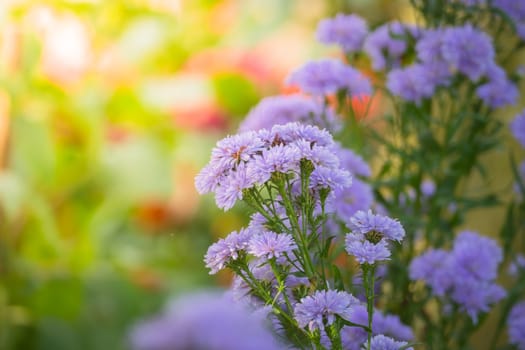 The background image of the colorful flowers, background nature