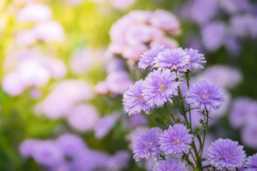 The background image of the colorful flowers, background nature