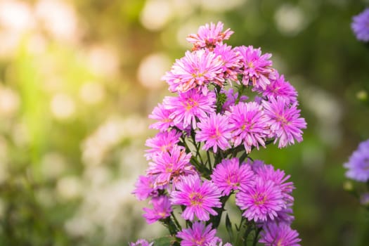 The background image of the colorful flowers, background nature