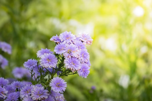 The background image of the colorful flowers, background nature