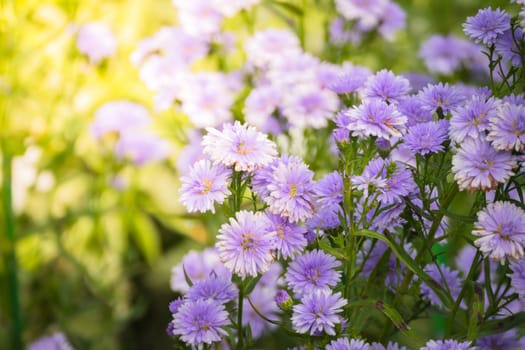 The background image of the colorful flowers, background nature