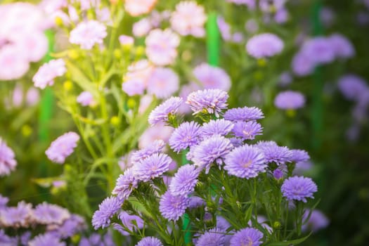 The background image of the colorful flowers, background nature