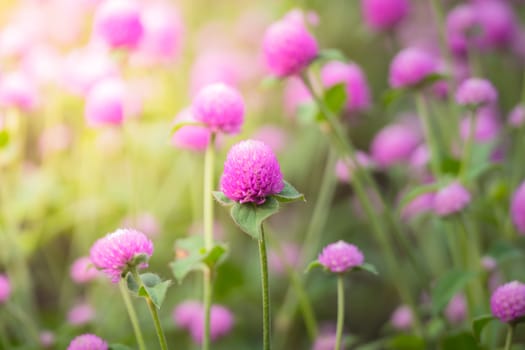 The background image of the colorful flowers, background nature