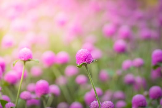 The background image of the colorful flowers, background nature