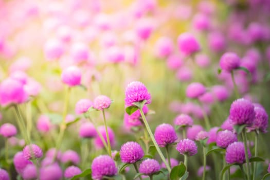 The background image of the colorful flowers, background nature