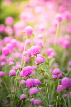 The background image of the colorful flowers, background nature