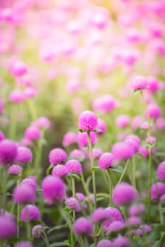 The background image of the colorful flowers, background nature