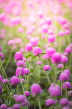 The background image of the colorful flowers, background nature