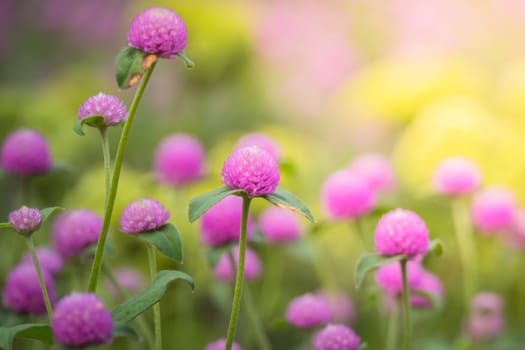 The background image of the colorful flowers, background nature