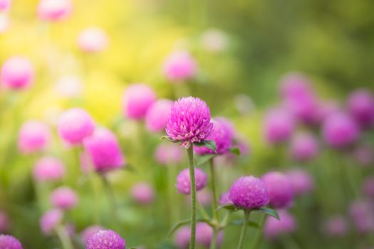 The background image of the colorful flowers, background nature