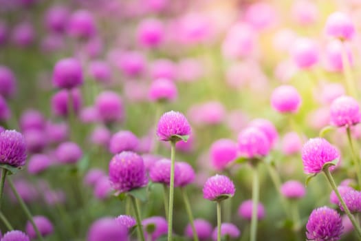 The background image of the colorful flowers, background nature