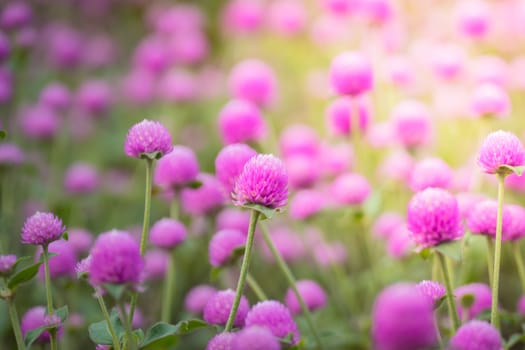 The background image of the colorful flowers, background nature