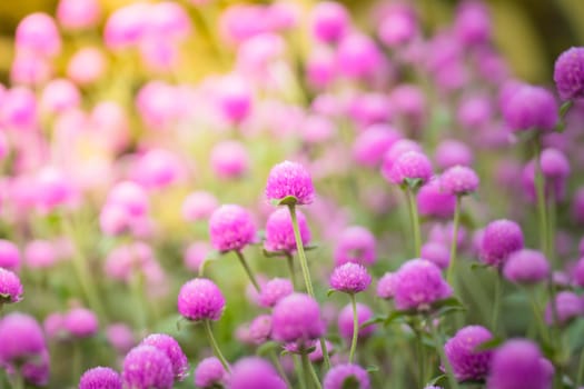 The background image of the colorful flowers, background nature