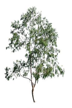 tree isolated on white background