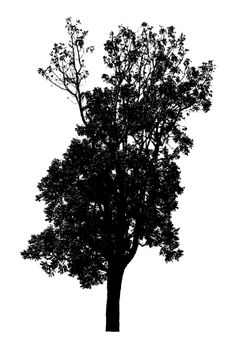 silhouette of tree isolated on white background 