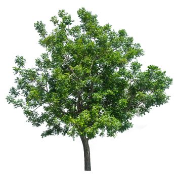 tree isolated on white background 