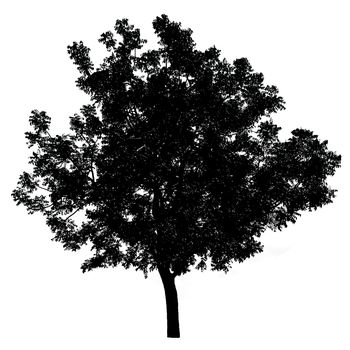 silhouette of tree isolated on white background