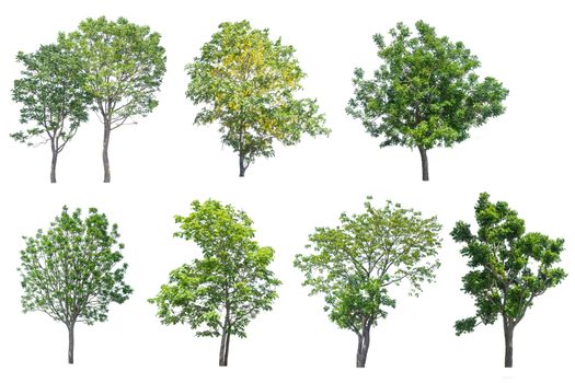 collection of tree isolated on white background 