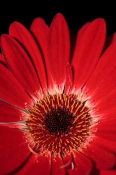 Bright red happy gerbera daisy flower Gerbera jamesonii blooms in a garden