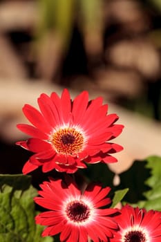 Bright red happy gerbera daisy flower Gerbera jamesonii blooms in a garden