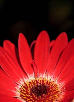 Bright red happy gerbera daisy flower Gerbera jamesonii blooms in a garden