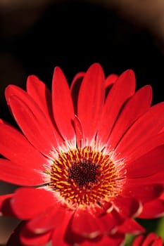 Bright red happy gerbera daisy flower Gerbera jamesonii blooms in a garden