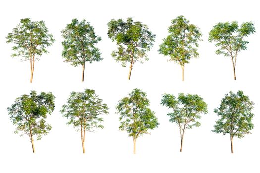 collection of green tree isolated on white background 