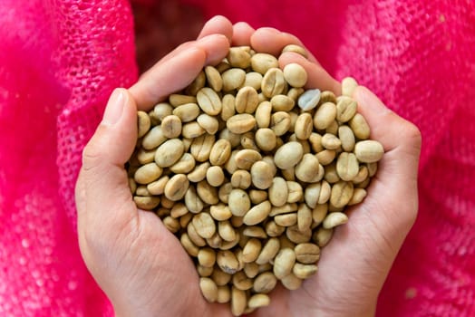 fresh Arabica coffee beans in hands, before roasted.