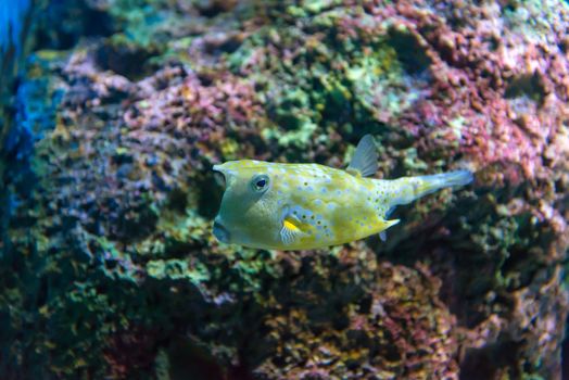 White-spotted puffer (Arothron hispidus). Marine fish in blue water.