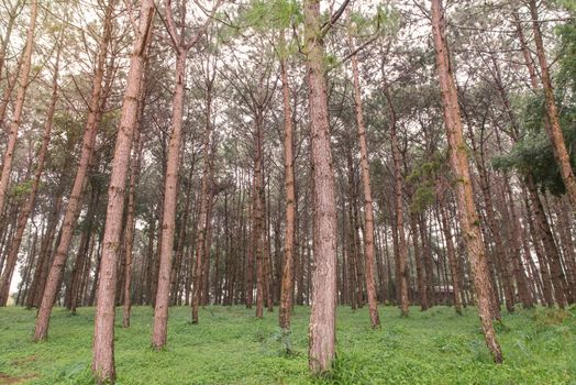 trunks of tall old trees in a pine forest.