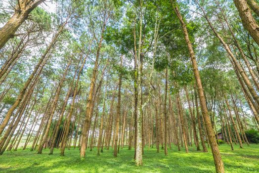 trunks of tall old trees in a pine forest.