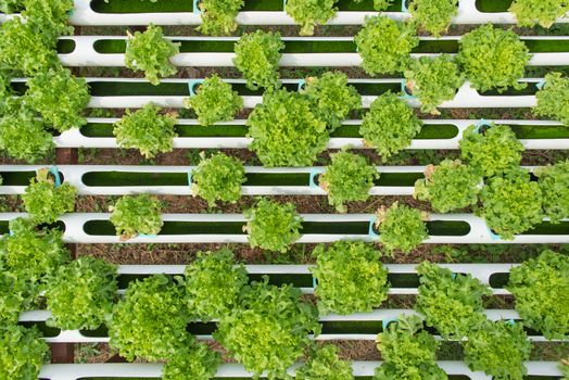 Organic hydroponic vegetable in the cultivation farm.