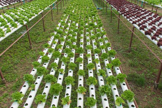 Organic hydroponic vegetable in the cultivation farm.