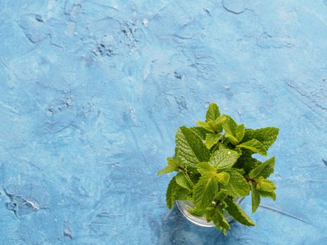 sheaf of fresh mint leaf on gray concrete background. Top view or flat lay. Copy space