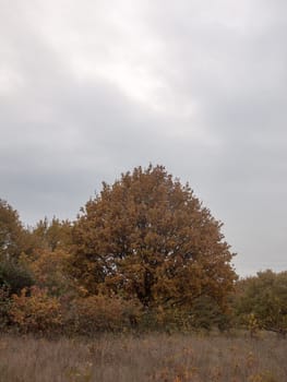 autumn red orange tree leaves brown autumn overcast moody; essex; england; uk sky background space country landscape