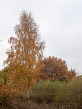 autumn red orange tree leaves brown autumn overcast moody sky background space country landscape; essex; england; uk